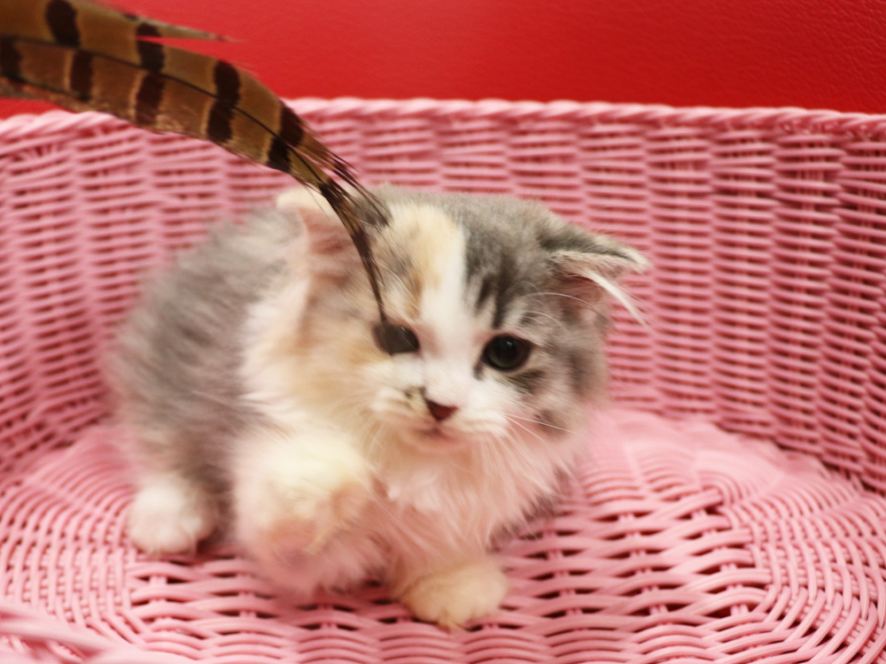 スコティッシュフォールドの子猫画像