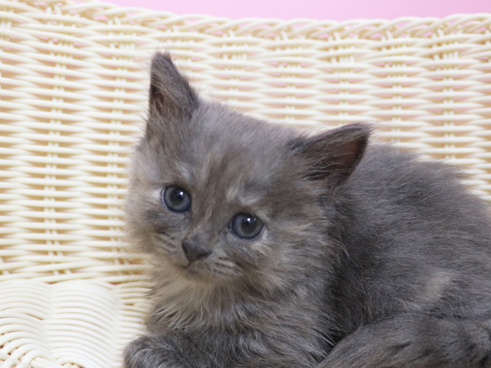 スコティッシュフォールドの子猫画像