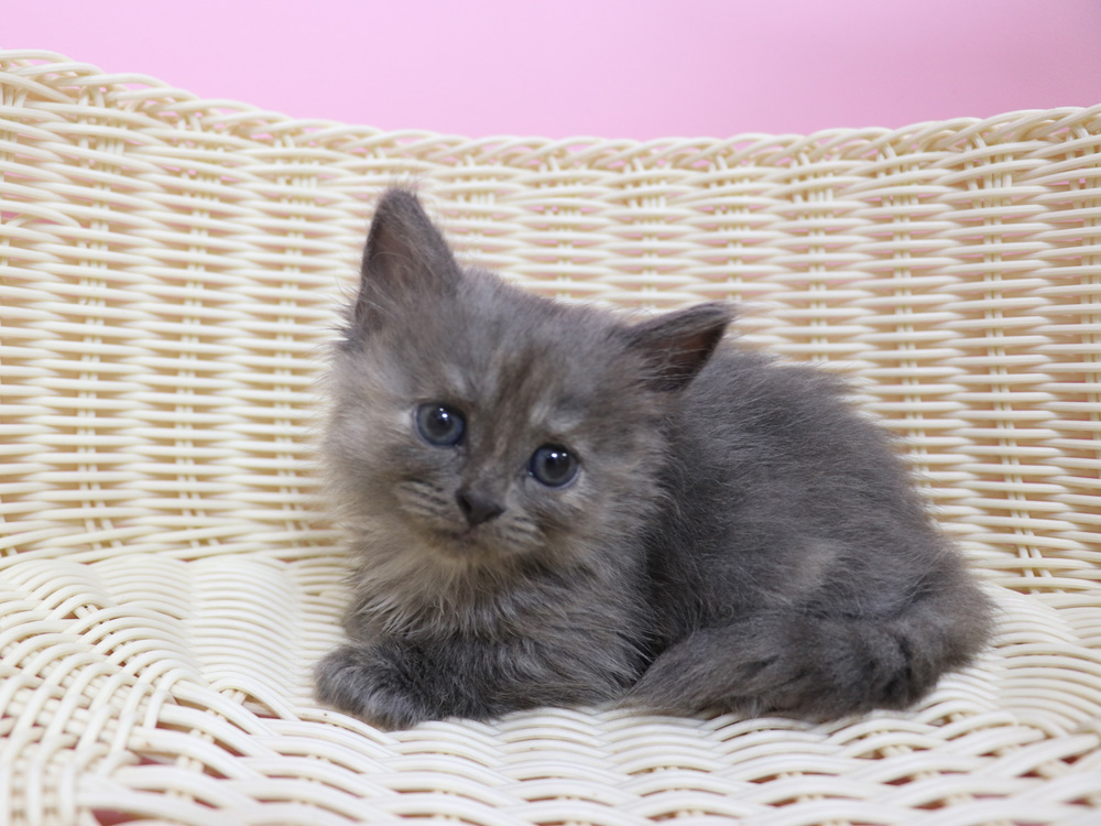 スコティッシュフォールドの子猫画像