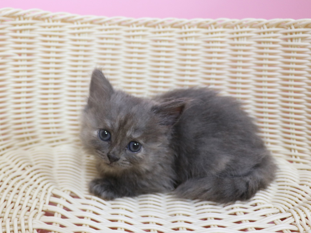 スコティッシュフォールドの子猫画像