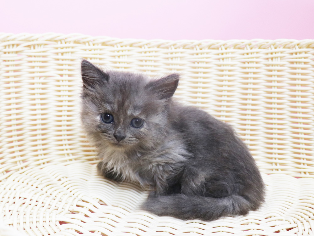 スコティッシュフォールドの子猫画像