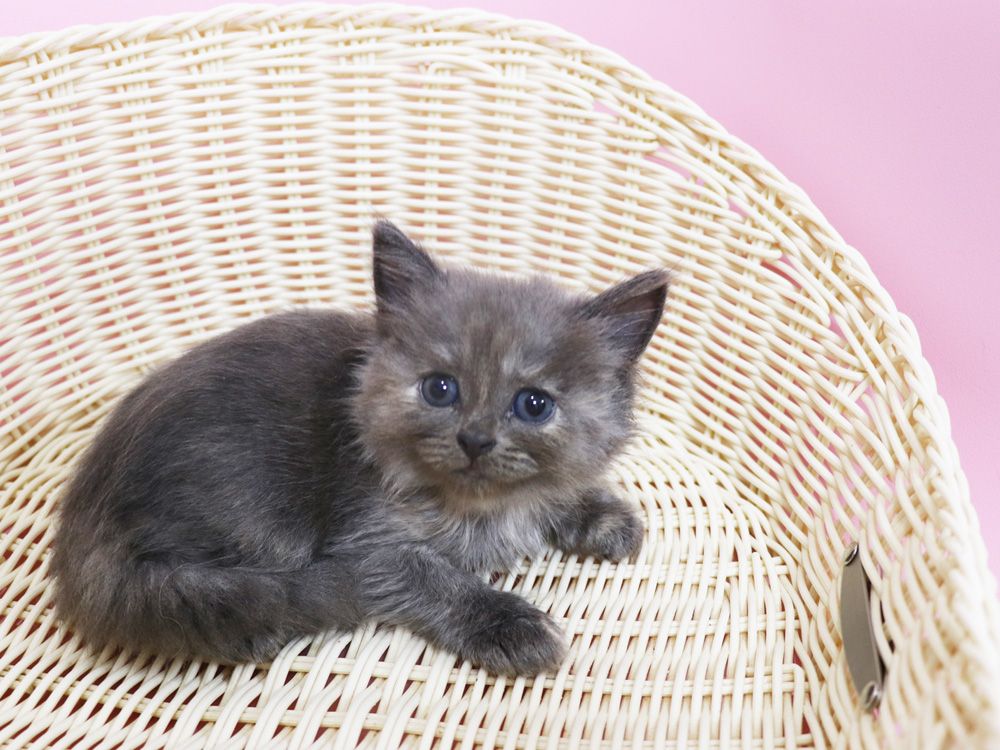 スコティッシュフォールドの子猫画像