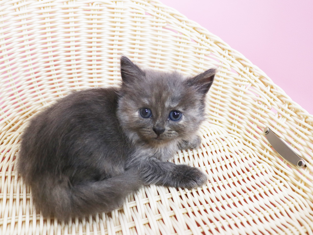 スコティッシュフォールドの子猫画像
