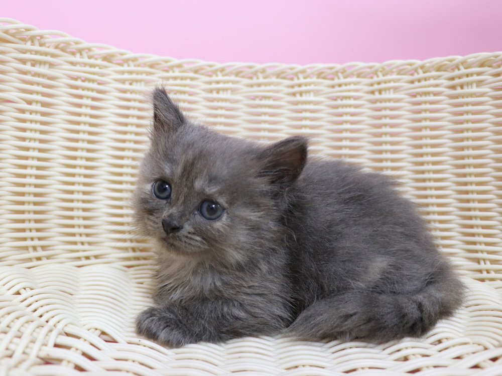 スコティッシュフォールドの子猫画像