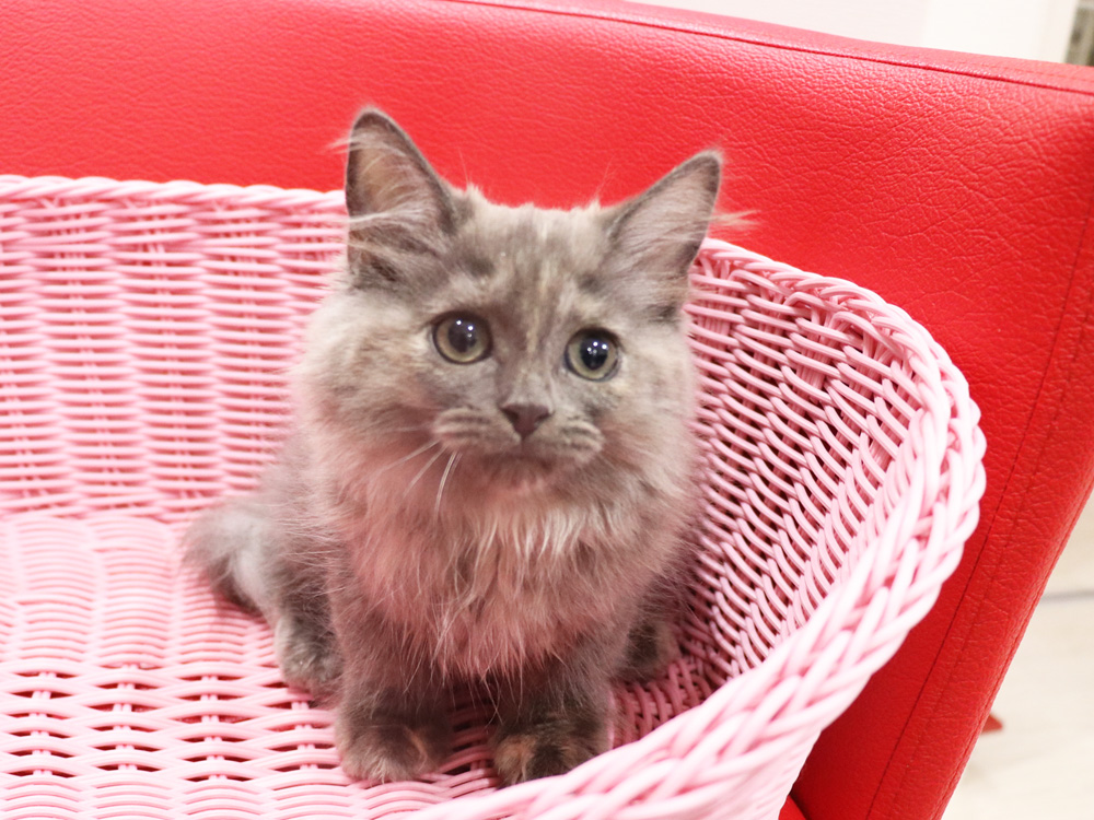 スコティッシュフォールドの子猫画像