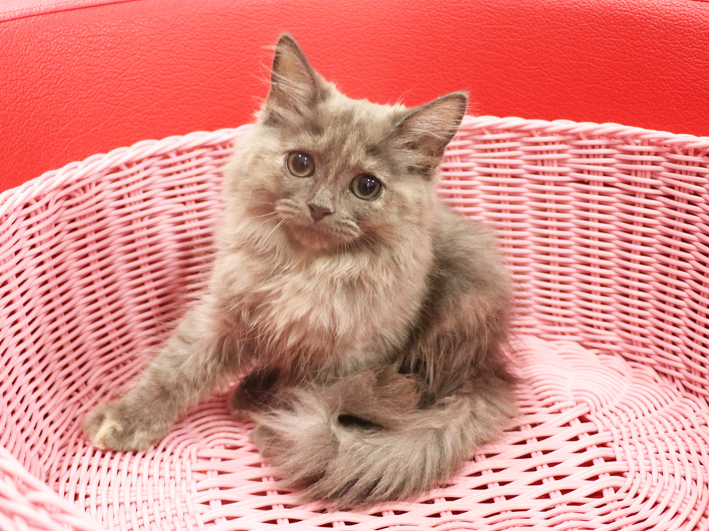 スコティッシュフォールドの子猫画像