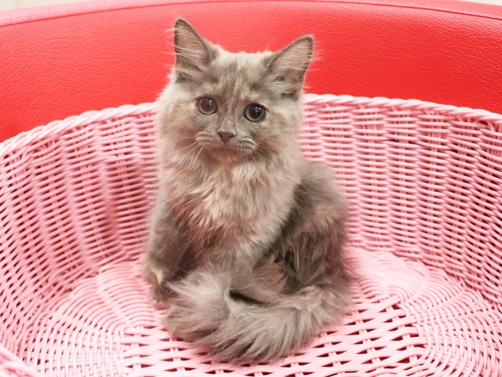 スコティッシュフォールドの子猫画像