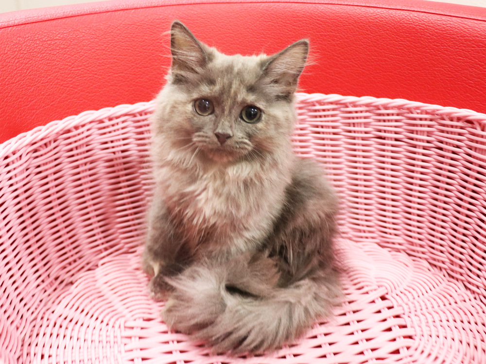 スコティッシュフォールドの子猫画像