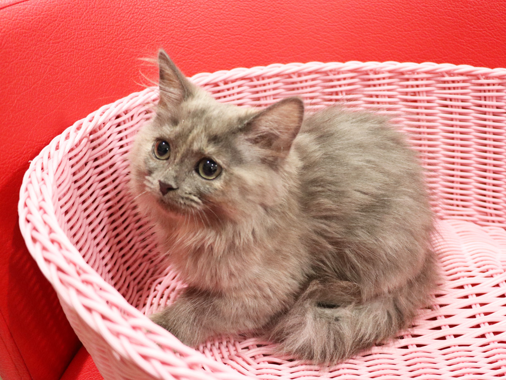 スコティッシュフォールドの子猫画像