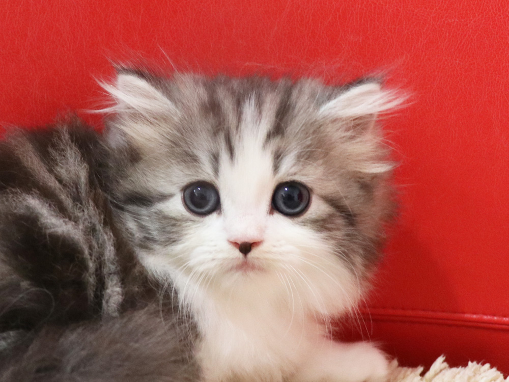 スコティッシュフォールドの子猫画像