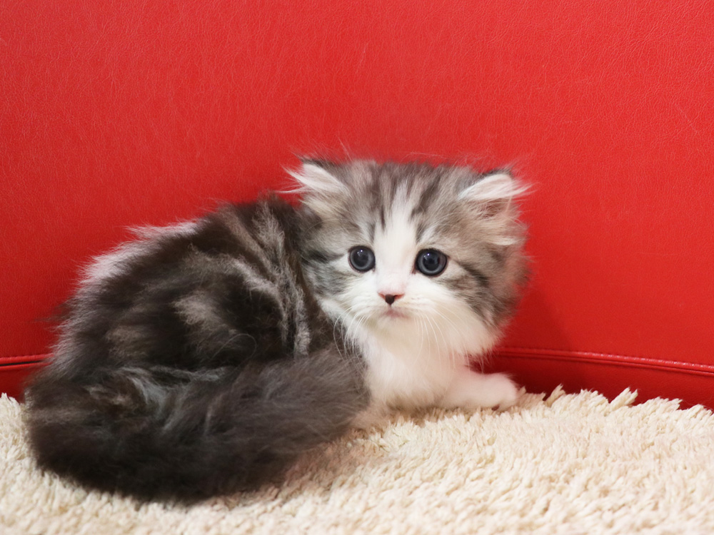 スコティッシュフォールドの子猫画像