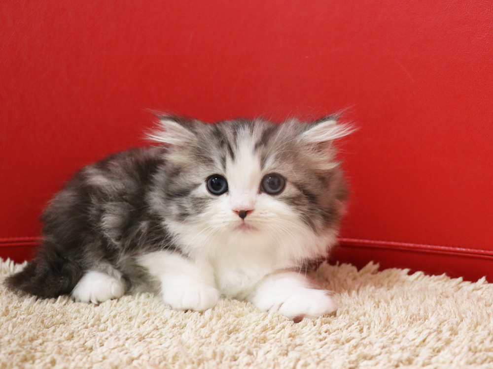 スコティッシュフォールドの子猫画像