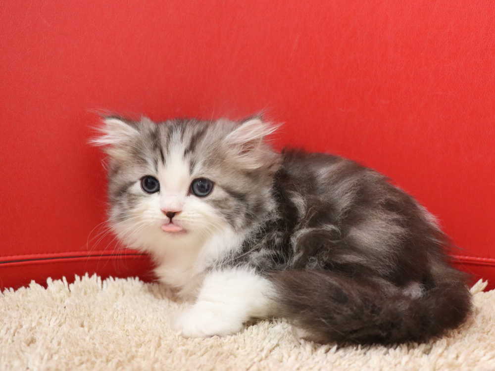 スコティッシュフォールドの子猫画像