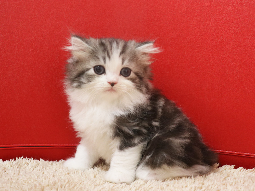 スコティッシュフォールドの子猫画像