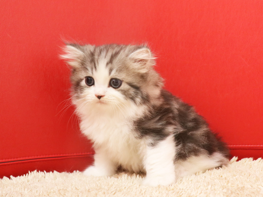 スコティッシュフォールドの子猫画像