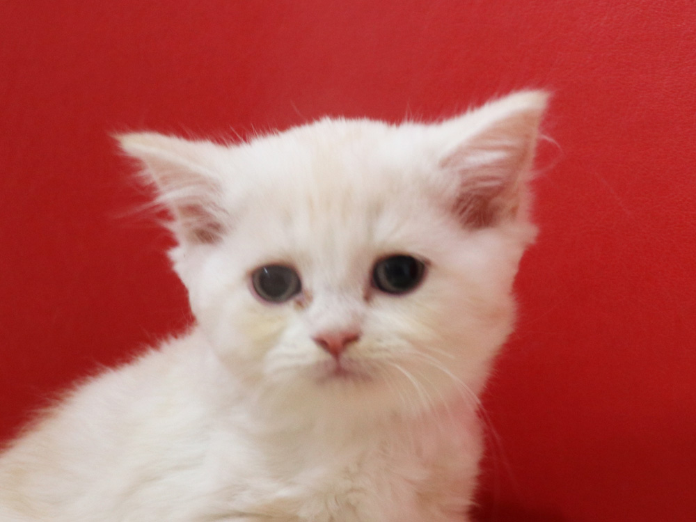 スコティッシュフォールドの子猫画像