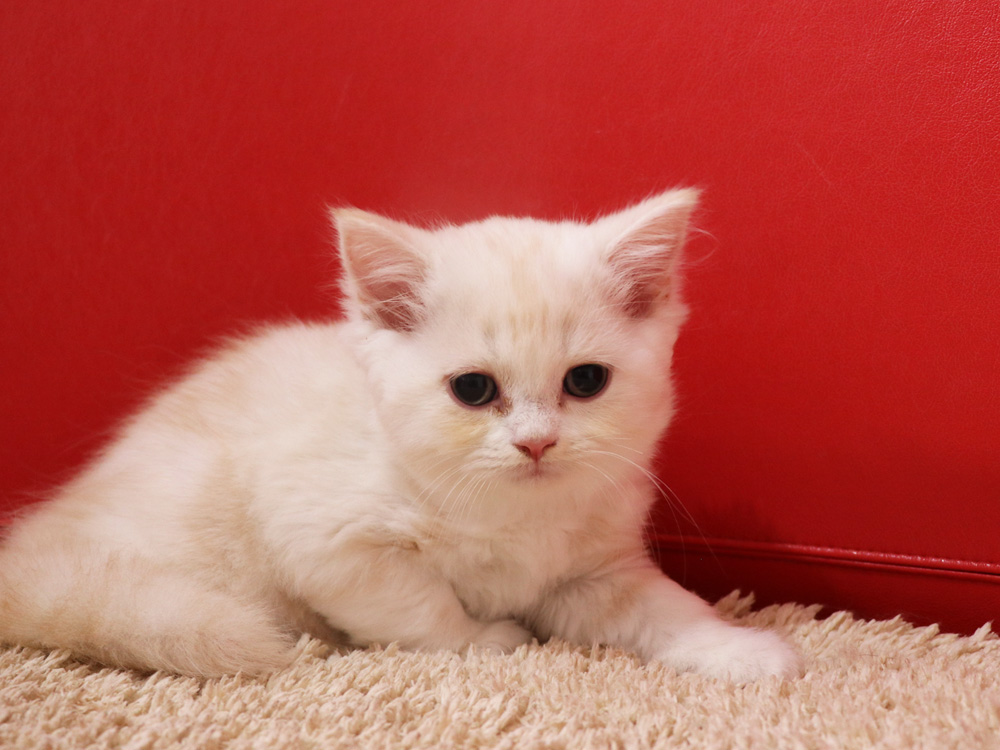 スコティッシュフォールドの子猫画像