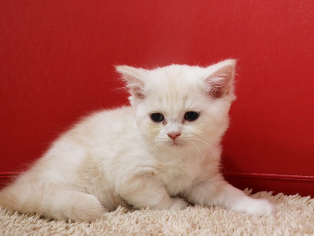 スコティッシュフォールドの子猫画像