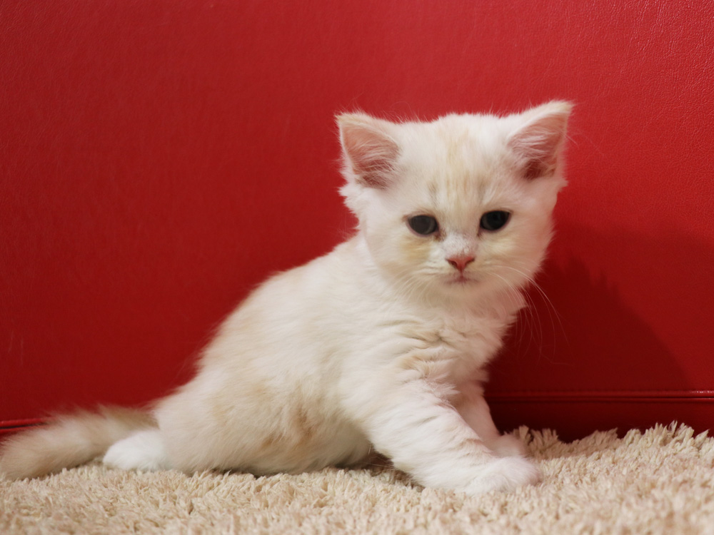 スコティッシュフォールドの子猫画像
