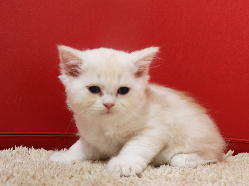スコティッシュフォールドの子猫画像