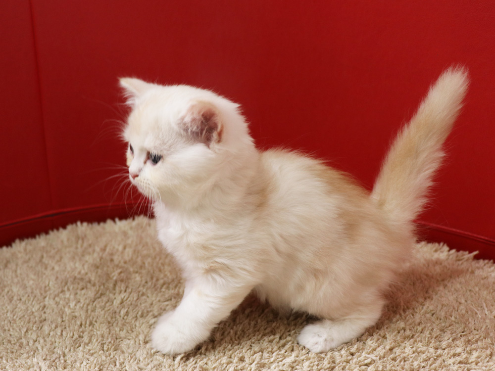 スコティッシュフォールドの子猫画像