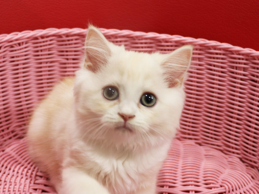 スコティッシュフォールドの子猫画像
