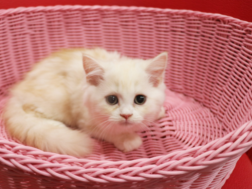 スコティッシュフォールドの子猫画像