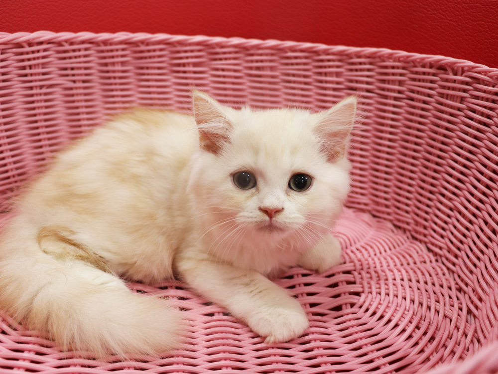 スコティッシュフォールドの子猫画像