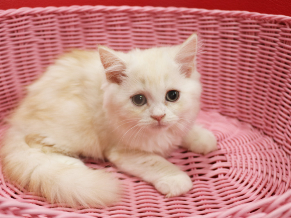 スコティッシュフォールドの子猫画像