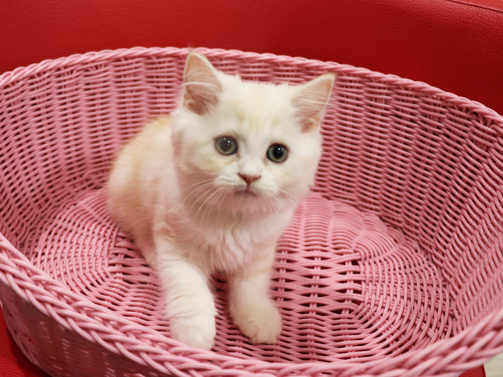 スコティッシュフォールドの子猫画像