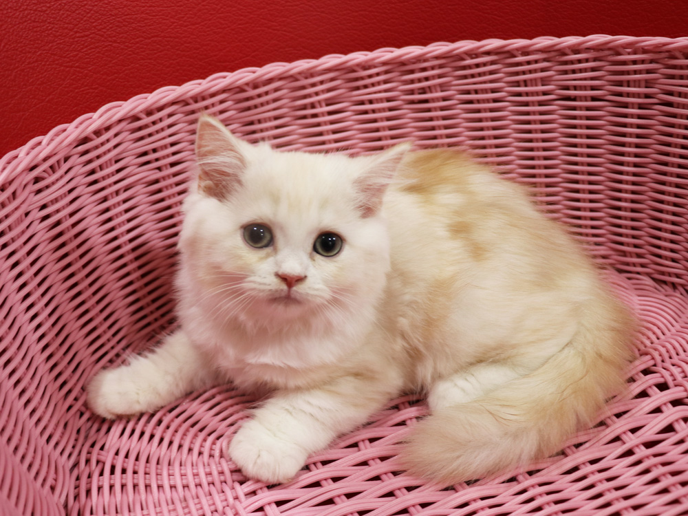 スコティッシュフォールドの子猫画像