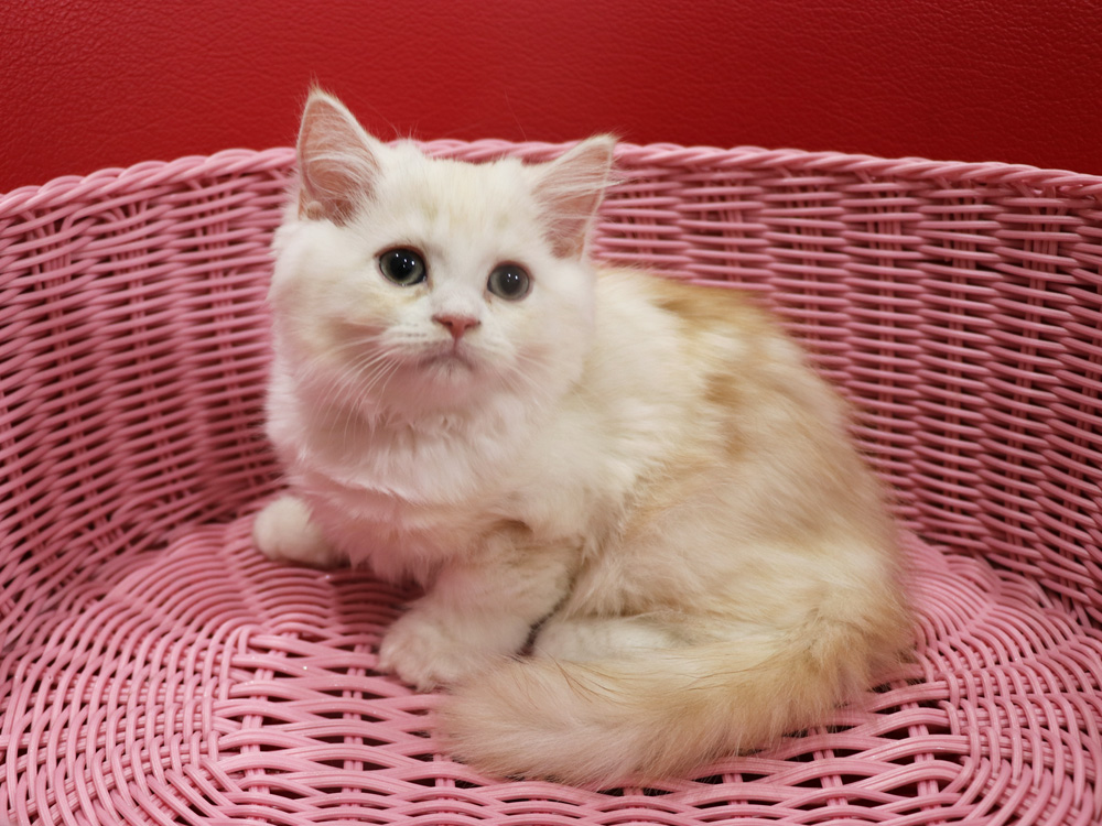 スコティッシュフォールドの子猫画像