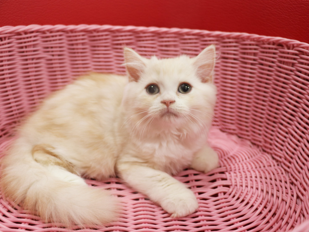 スコティッシュフォールドの子猫画像