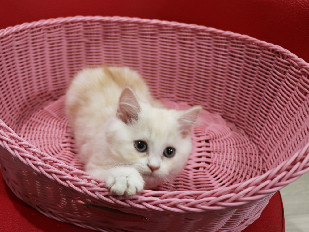 スコティッシュフォールドの子猫画像