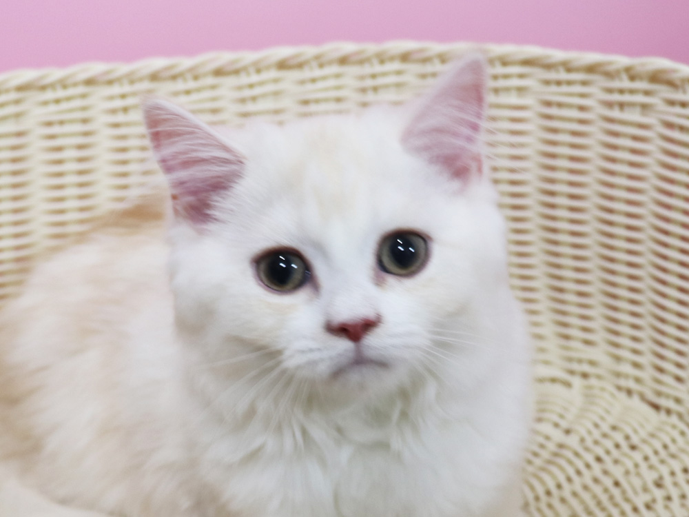 スコティッシュフォールドの子猫画像