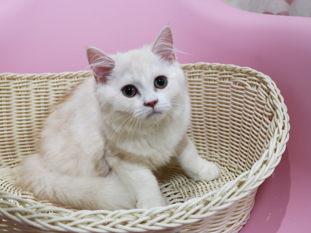 スコティッシュフォールドの子猫画像