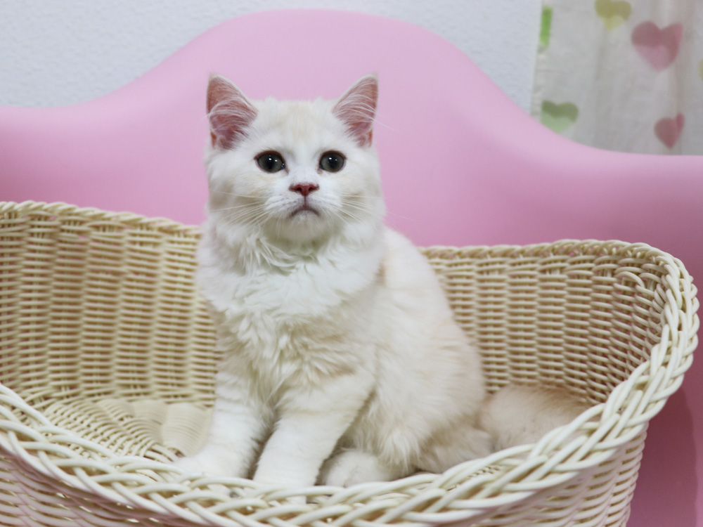 スコティッシュフォールドの子猫画像