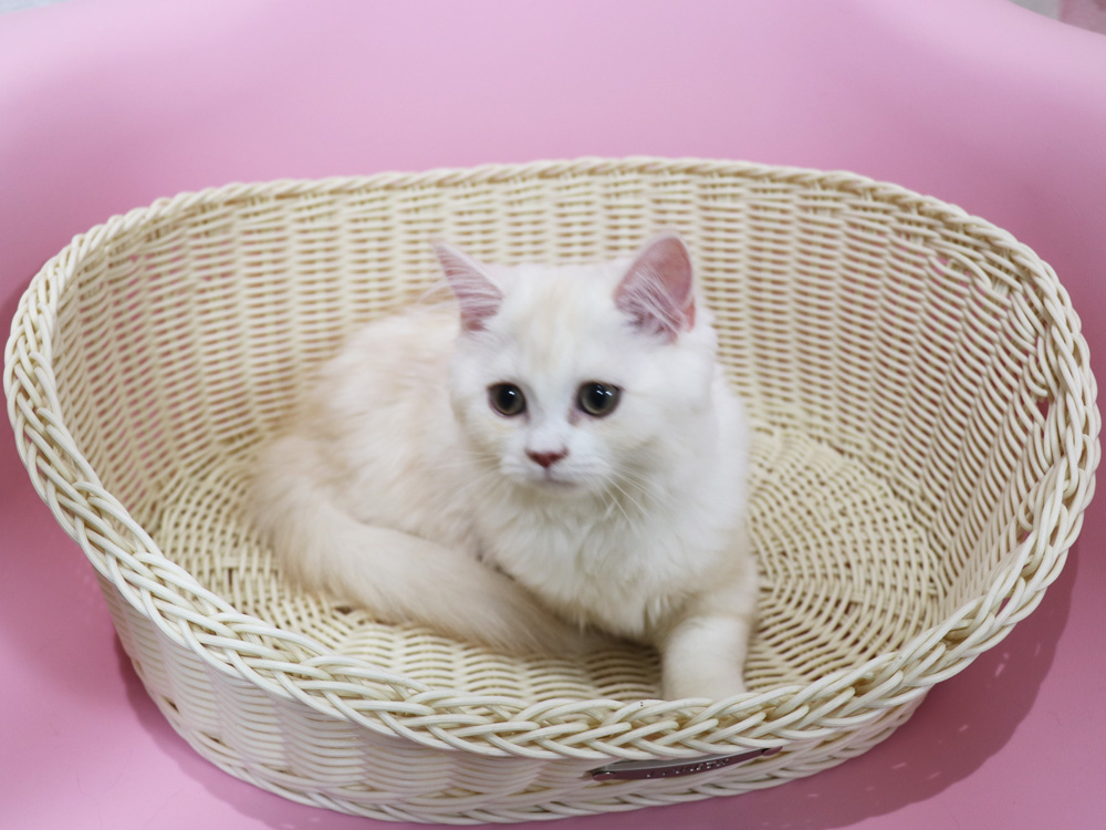 スコティッシュフォールドの子猫画像