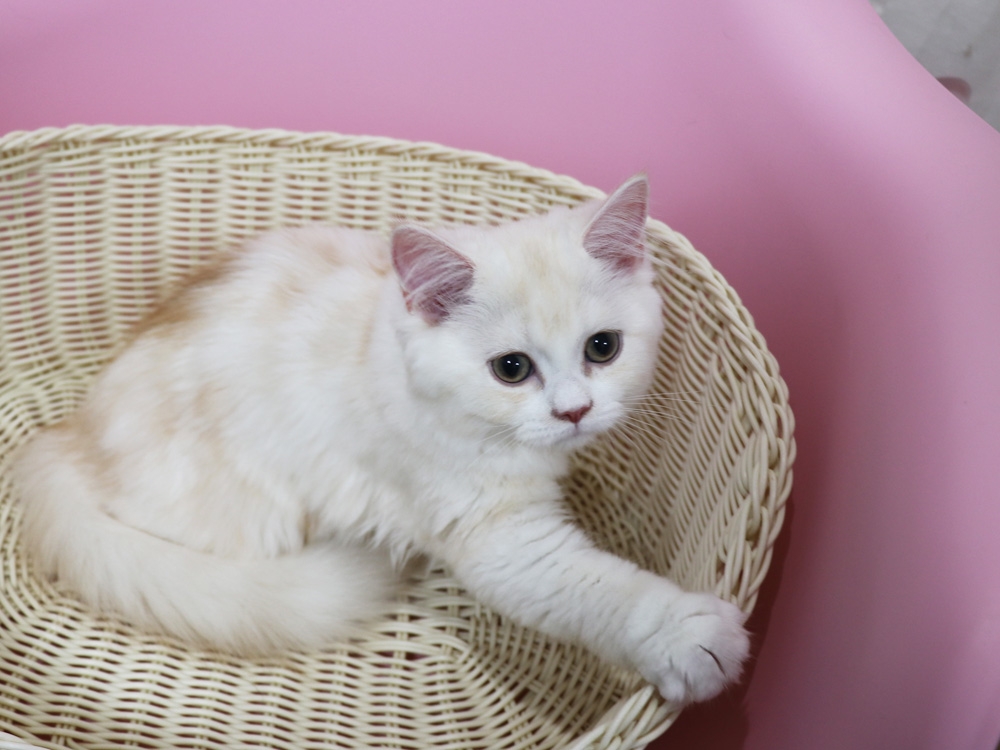 スコティッシュフォールドの子猫画像