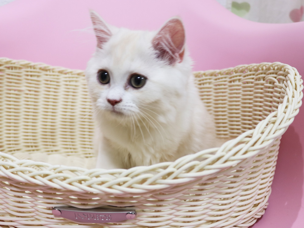 スコティッシュフォールドの子猫画像