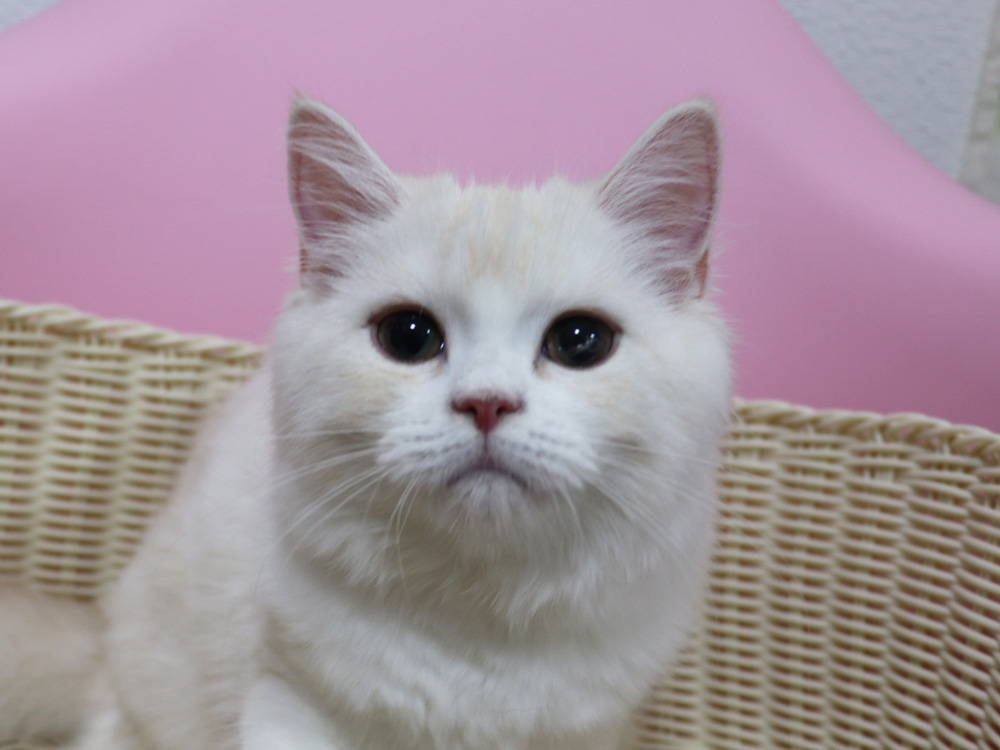 スコティッシュフォールドの子猫画像