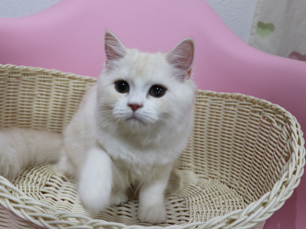 スコティッシュフォールドの子猫画像