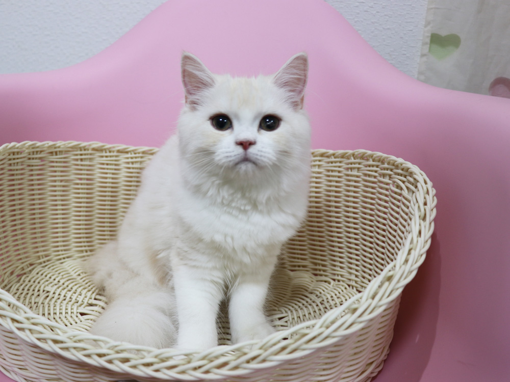 スコティッシュフォールドの子猫画像