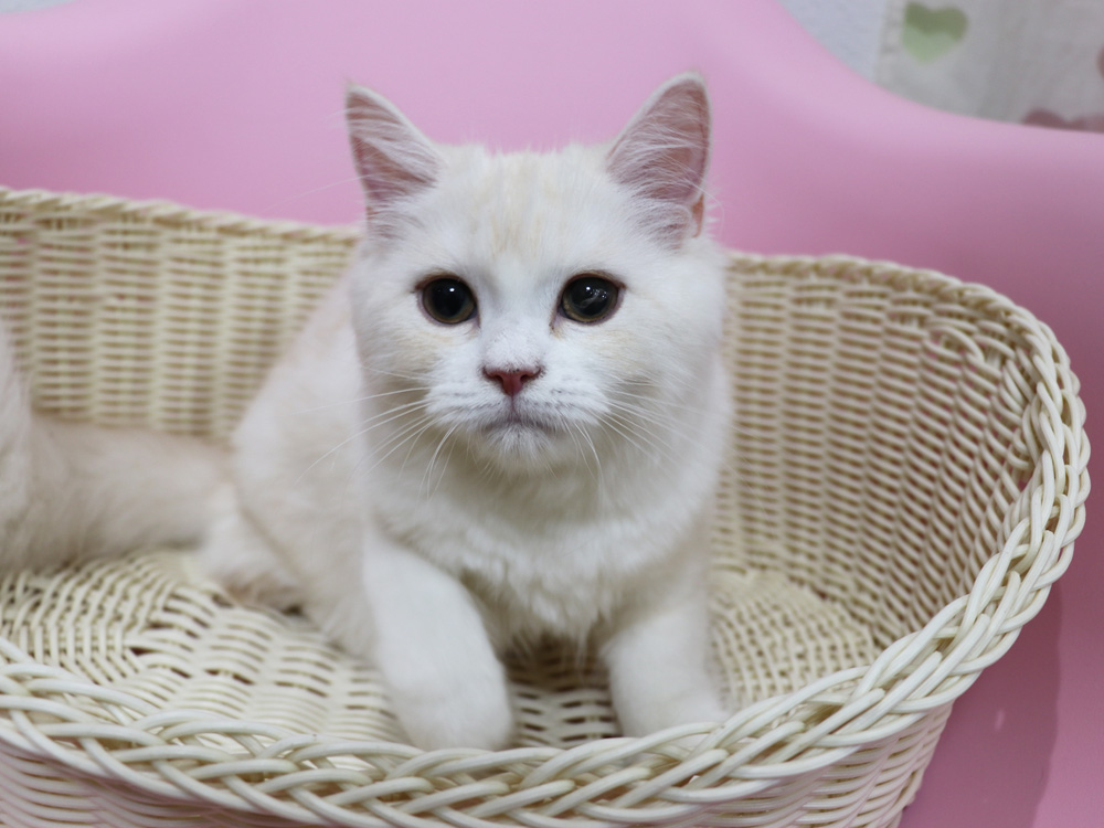 スコティッシュフォールドの子猫画像