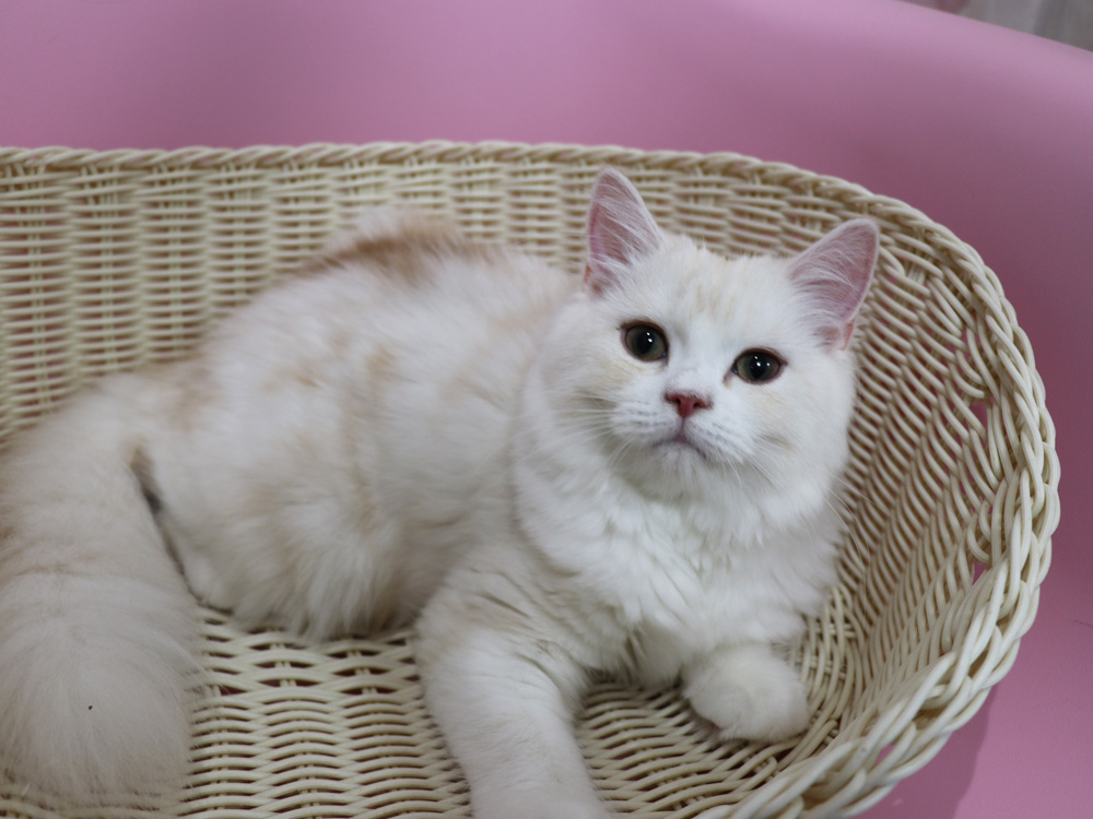 スコティッシュフォールドの子猫画像