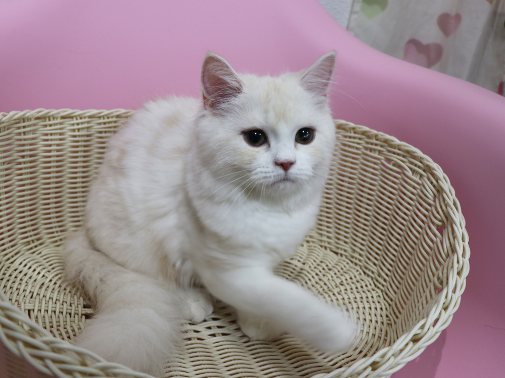 スコティッシュフォールドの子猫画像