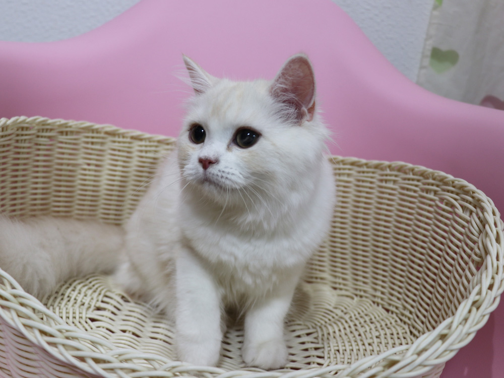 スコティッシュフォールドの子猫画像