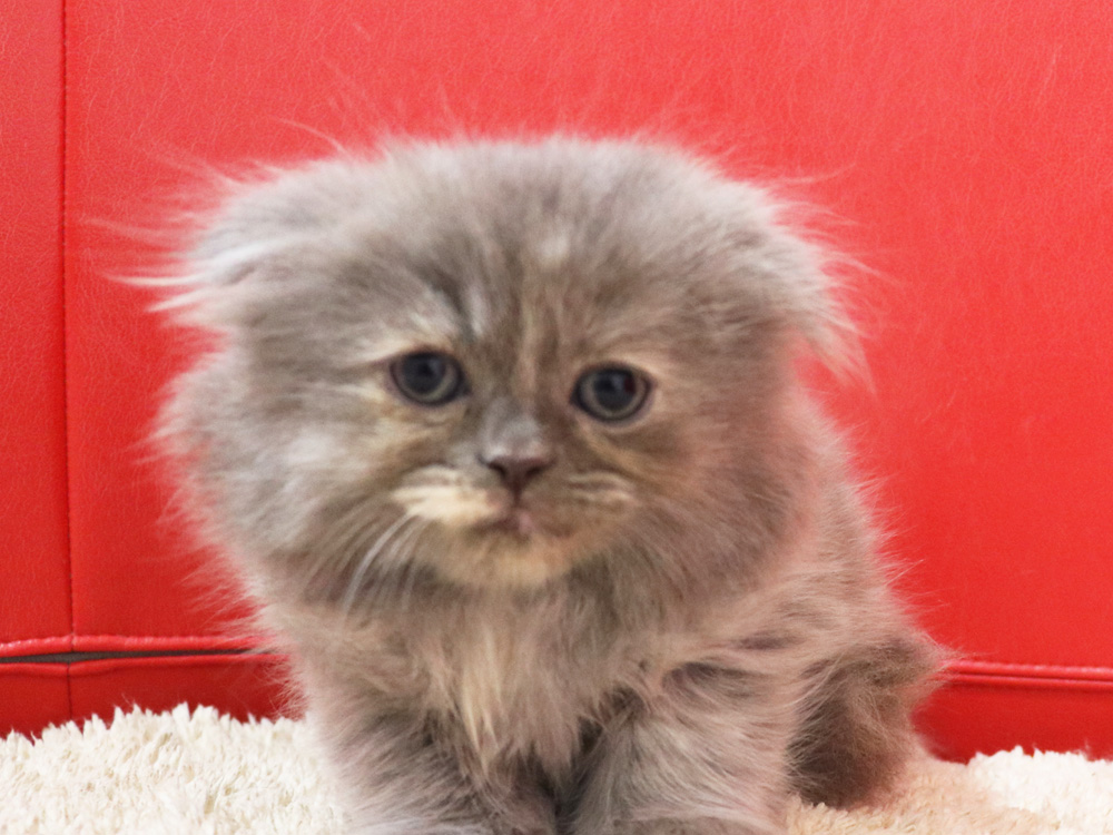 スコティッシュフォールドの子猫画像