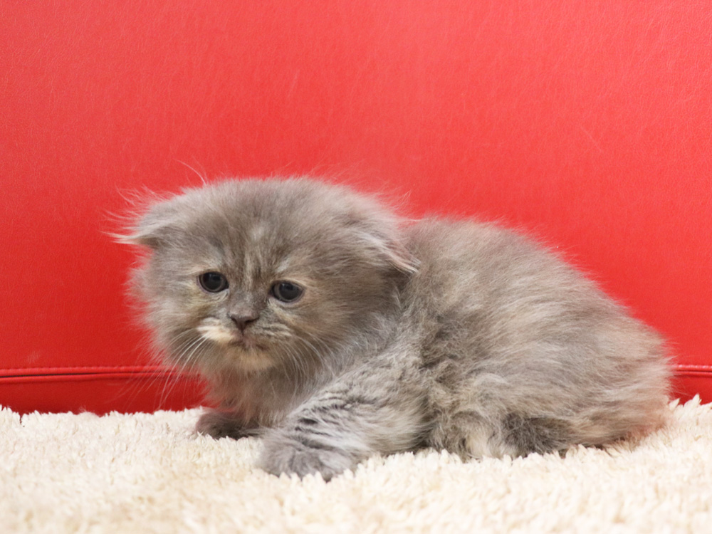 スコティッシュフォールドの子猫画像