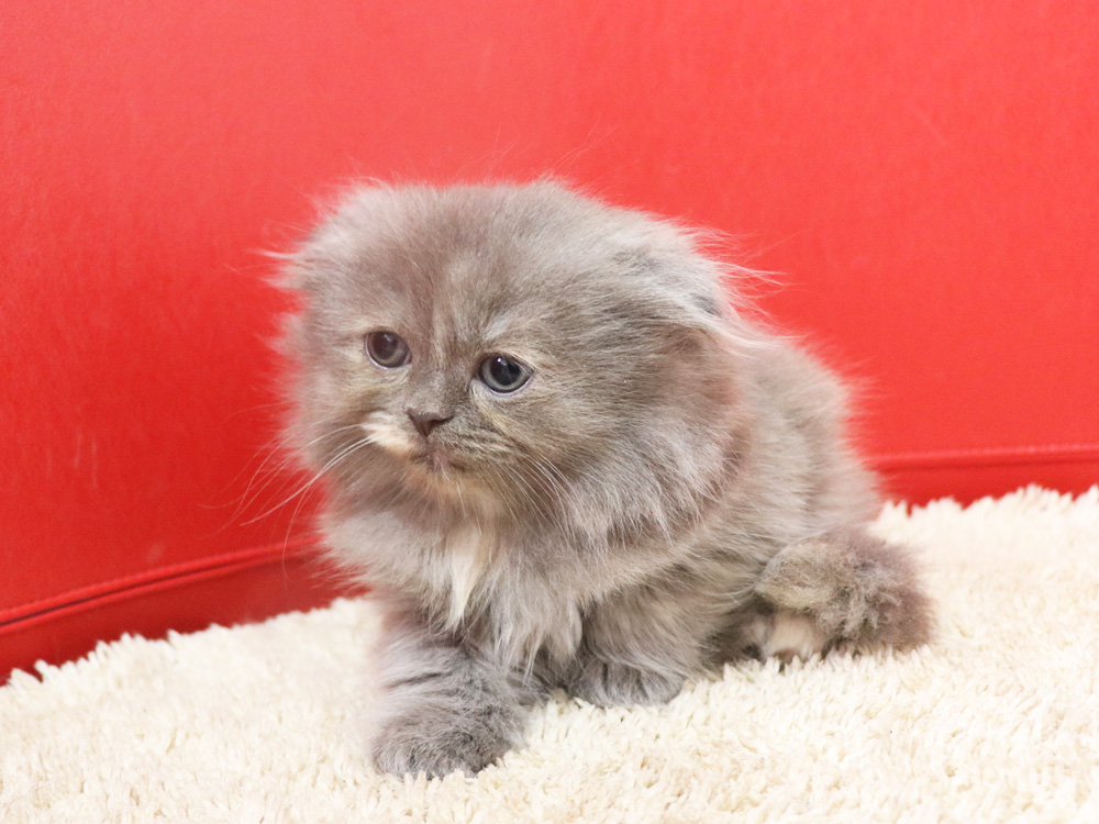 スコティッシュフォールドの子猫画像